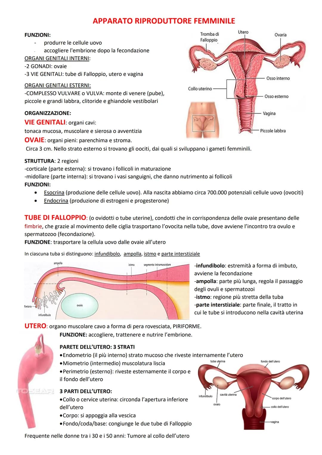 FUNZIONI:
ORGANI GENITALI INTERNI:
produrre le cellule uovo
accogliere l'embrione dopo la fecondazione
-2 GONADI: ovaie
-3 VIE GENITALI: tub