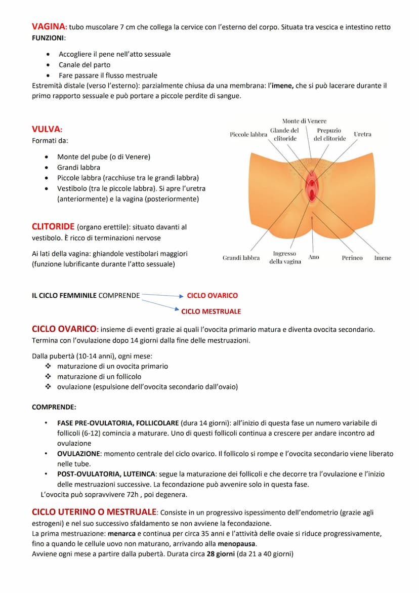 FUNZIONI:
ORGANI GENITALI INTERNI:
produrre le cellule uovo
accogliere l'embrione dopo la fecondazione
-2 GONADI: ovaie
-3 VIE GENITALI: tub