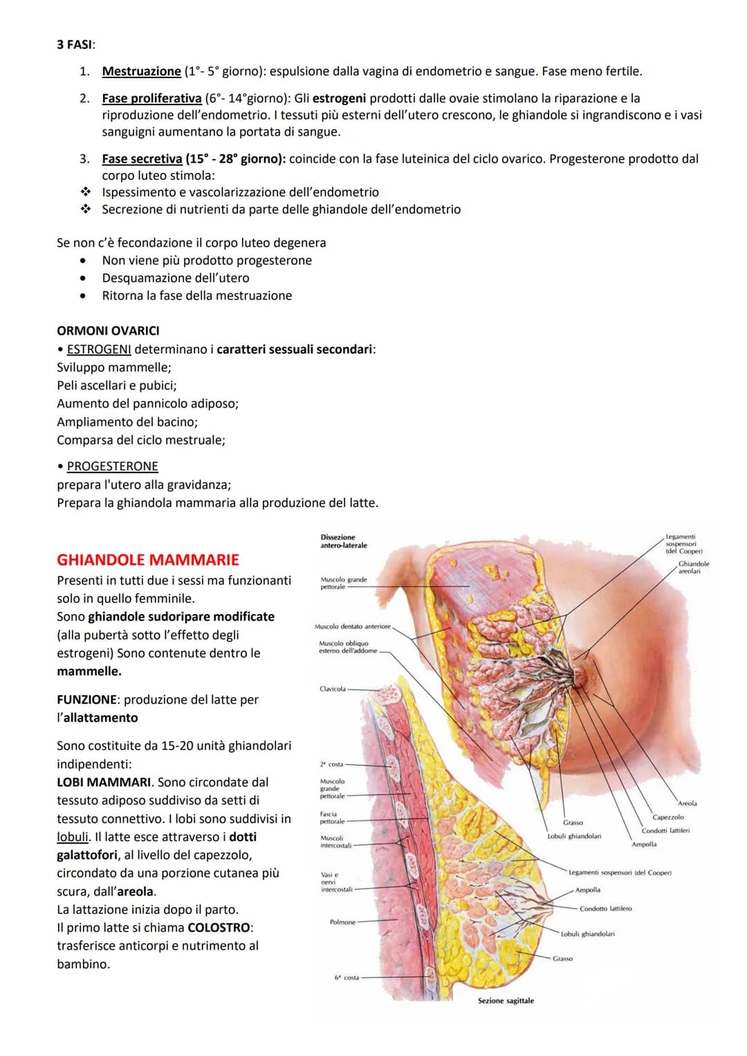 FUNZIONI:
ORGANI GENITALI INTERNI:
produrre le cellule uovo
accogliere l'embrione dopo la fecondazione
-2 GONADI: ovaie
-3 VIE GENITALI: tub