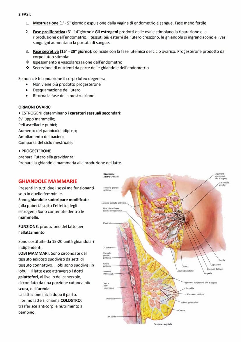 FUNZIONI:
ORGANI GENITALI INTERNI:
produrre le cellule uovo
accogliere l'embrione dopo la fecondazione
-2 GONADI: ovaie
-3 VIE GENITALI: tub