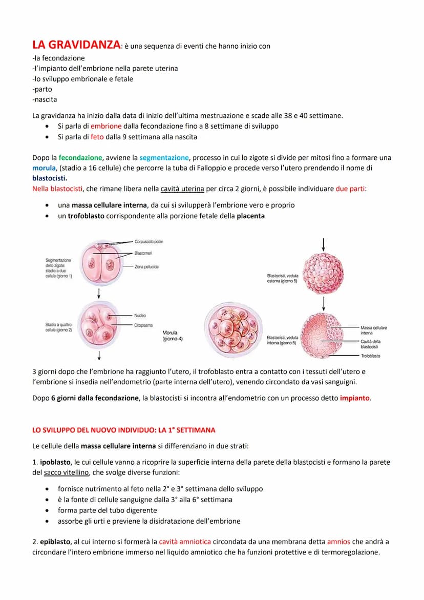 FUNZIONI:
ORGANI GENITALI INTERNI:
produrre le cellule uovo
accogliere l'embrione dopo la fecondazione
-2 GONADI: ovaie
-3 VIE GENITALI: tub