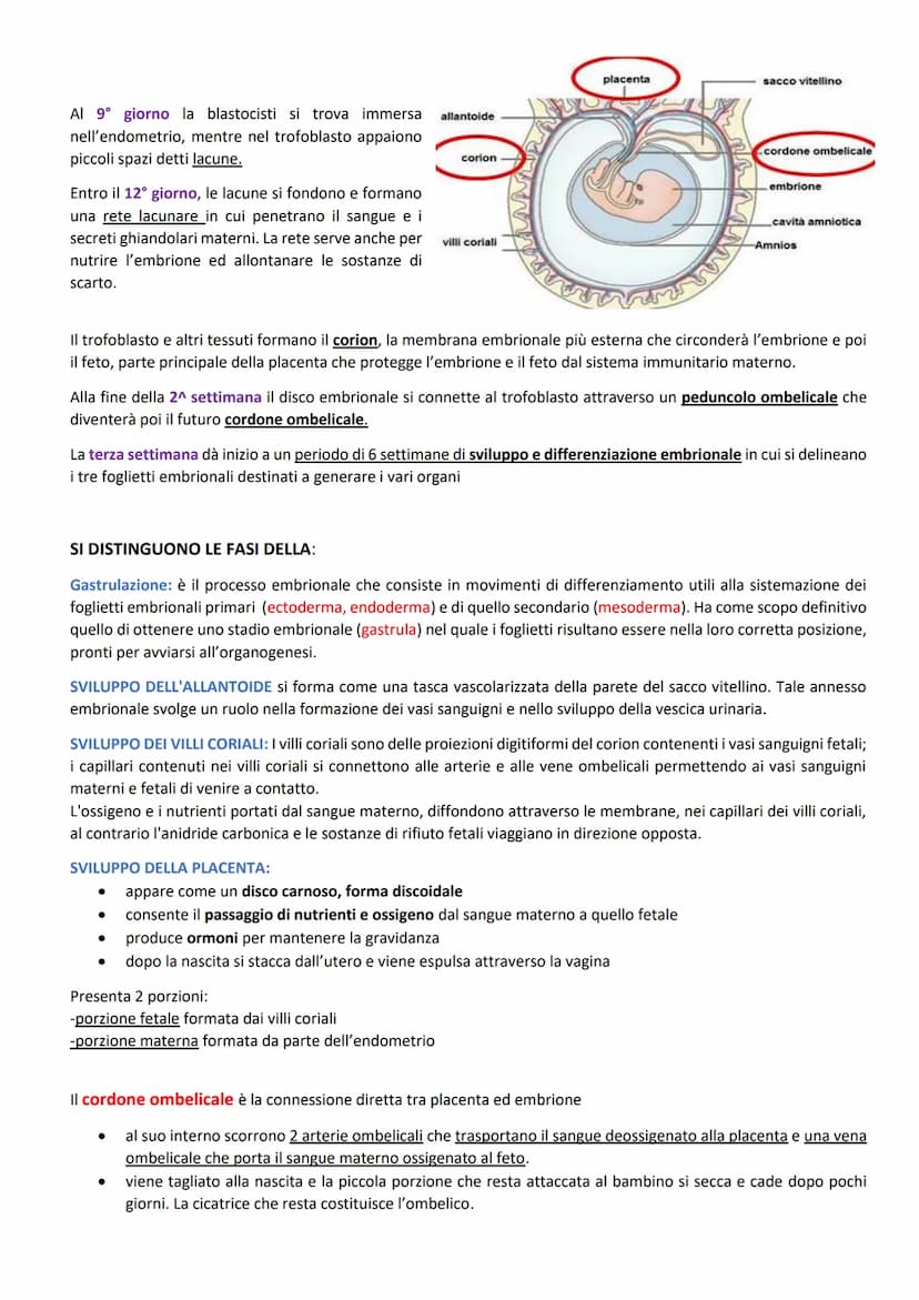 FUNZIONI:
ORGANI GENITALI INTERNI:
produrre le cellule uovo
accogliere l'embrione dopo la fecondazione
-2 GONADI: ovaie
-3 VIE GENITALI: tub