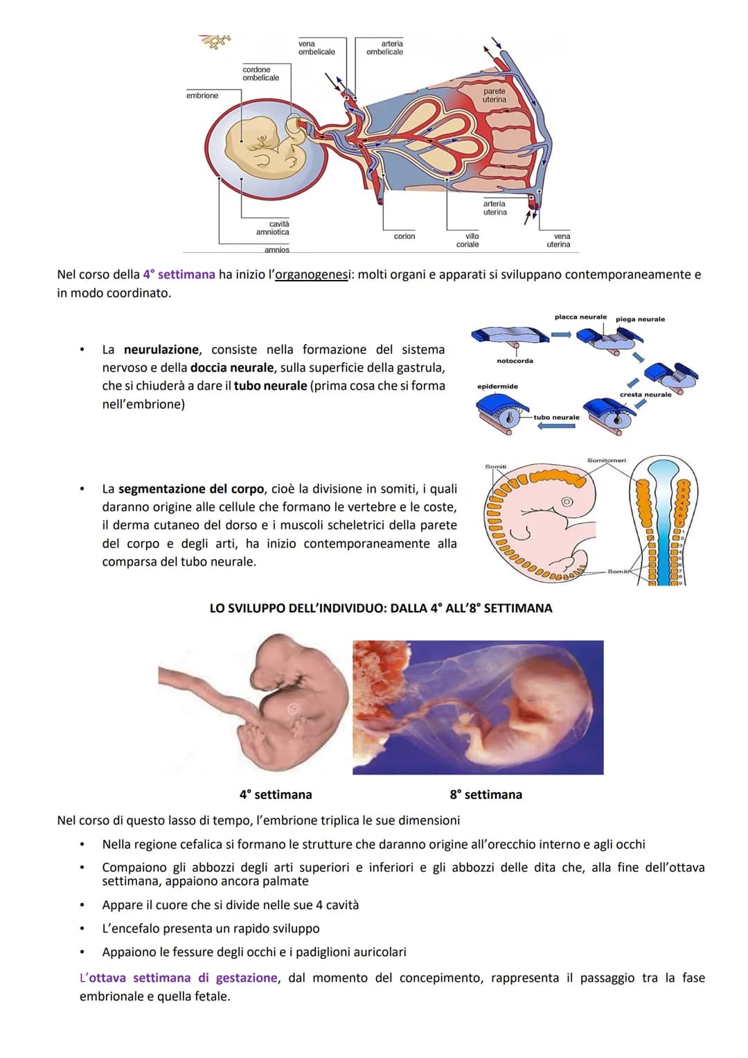 FUNZIONI:
ORGANI GENITALI INTERNI:
produrre le cellule uovo
accogliere l'embrione dopo la fecondazione
-2 GONADI: ovaie
-3 VIE GENITALI: tub