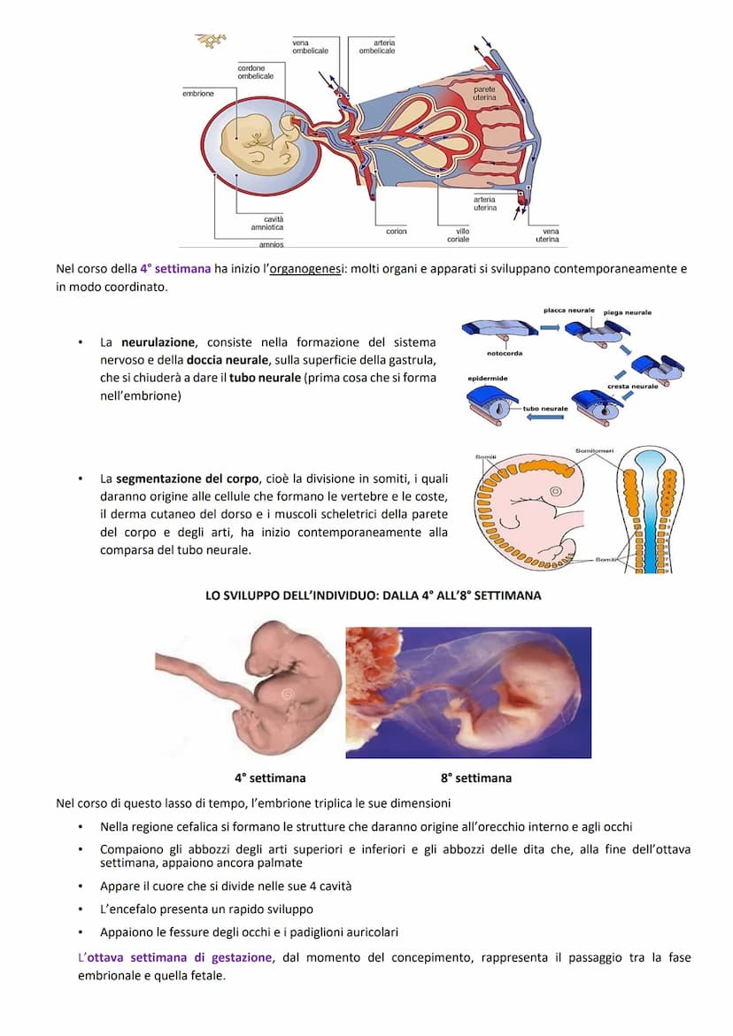FUNZIONI:
ORGANI GENITALI INTERNI:
produrre le cellule uovo
accogliere l'embrione dopo la fecondazione
-2 GONADI: ovaie
-3 VIE GENITALI: tub