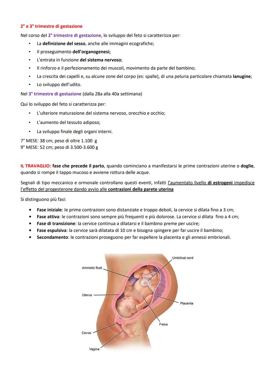 FUNZIONI:
ORGANI GENITALI INTERNI:
produrre le cellule uovo
accogliere l'embrione dopo la fecondazione
-2 GONADI: ovaie
-3 VIE GENITALI: tub