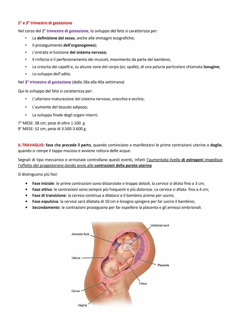 FUNZIONI:
ORGANI GENITALI INTERNI:
produrre le cellule uovo
accogliere l'embrione dopo la fecondazione
-2 GONADI: ovaie
-3 VIE GENITALI: tub