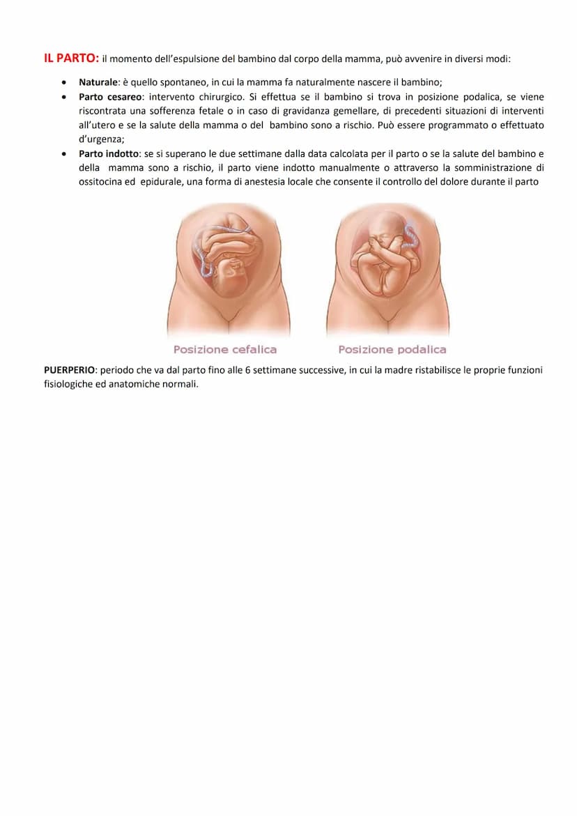 FUNZIONI:
ORGANI GENITALI INTERNI:
produrre le cellule uovo
accogliere l'embrione dopo la fecondazione
-2 GONADI: ovaie
-3 VIE GENITALI: tub