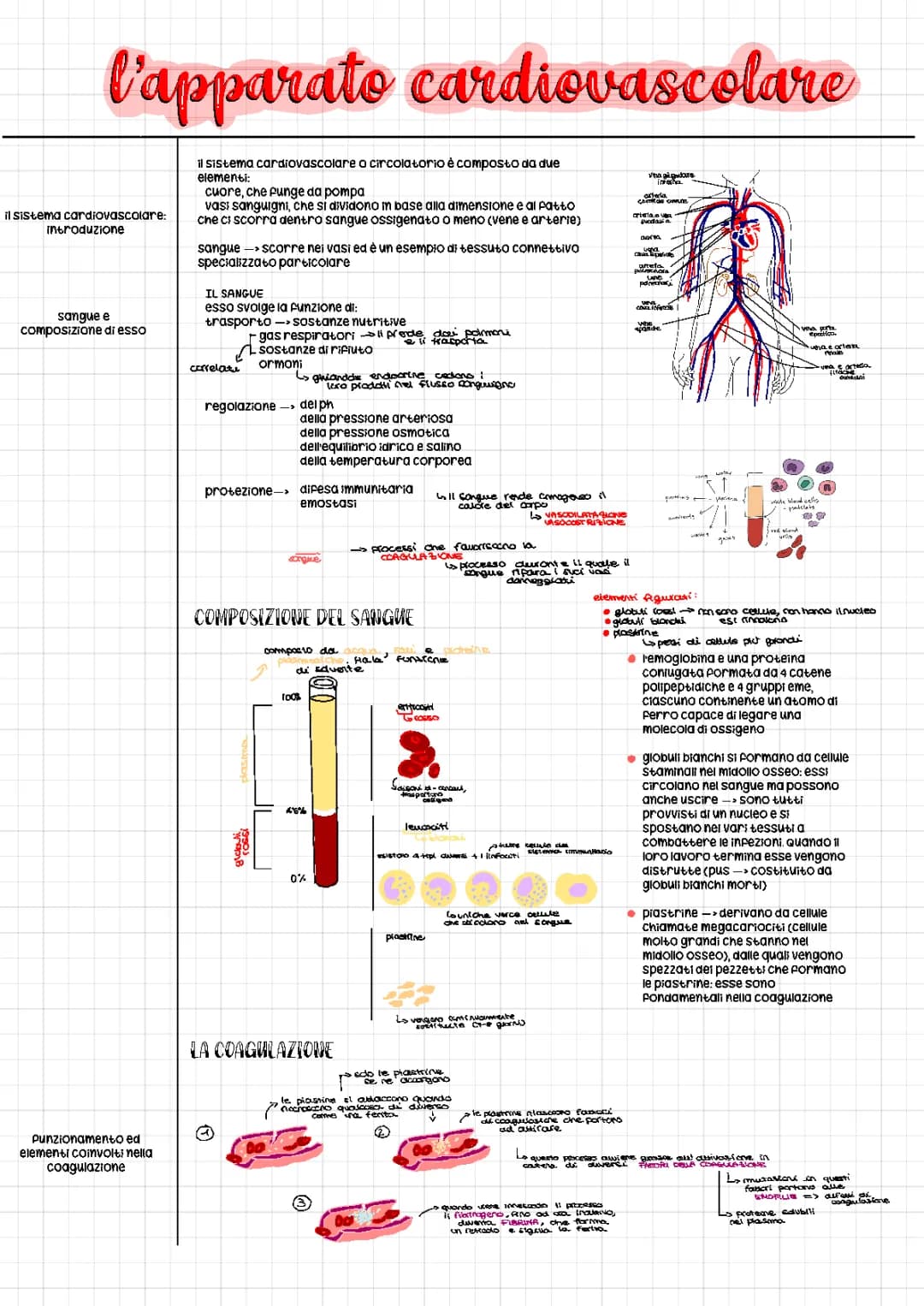 l’apparato circolatorio o cardiovascolare e il cuore