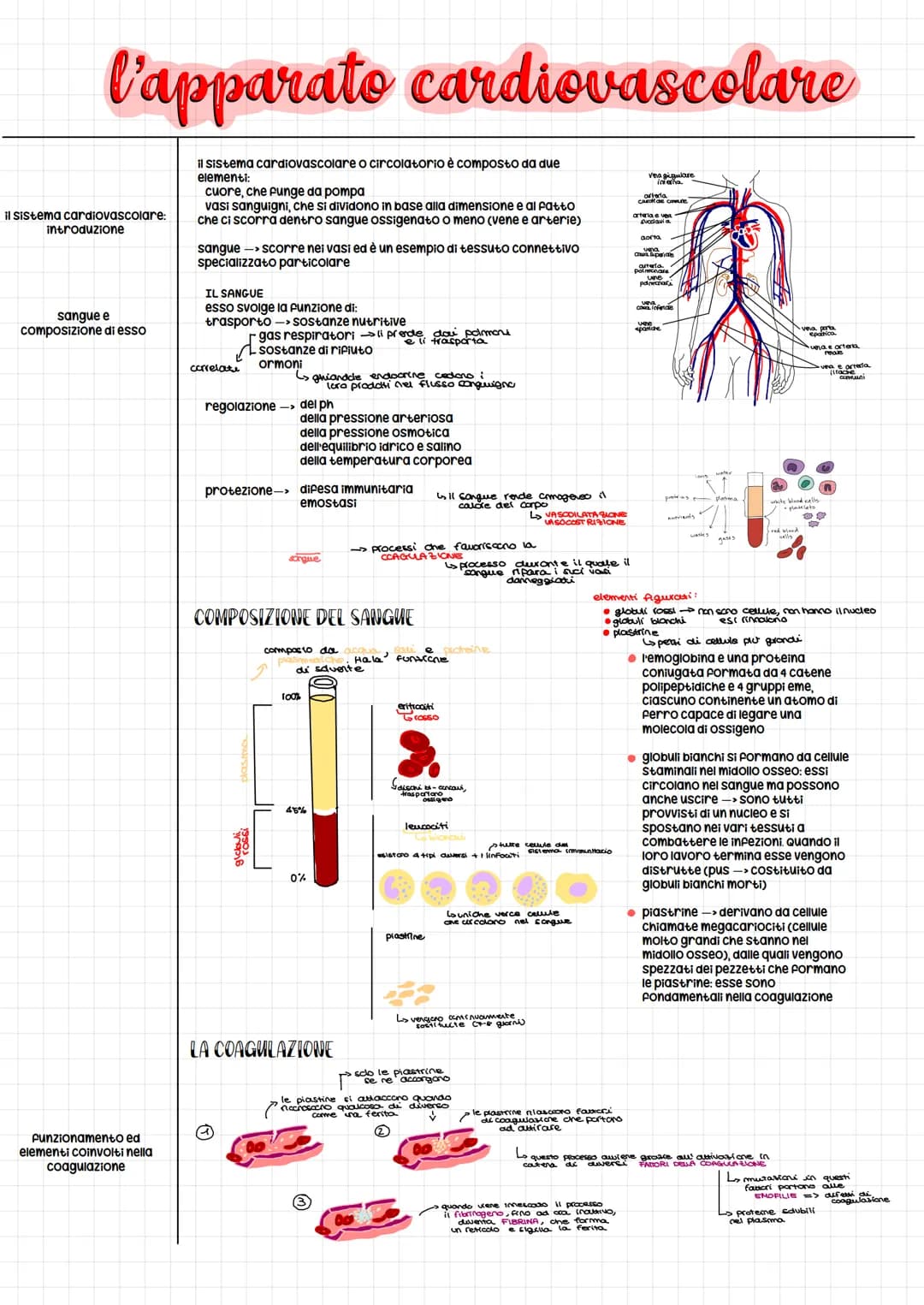 l'apparato cardiovascolare
il sistema cardiovascolare o circolatorio è composto da due
elementi:
cuore, che punge da pompa
il sistema cardio