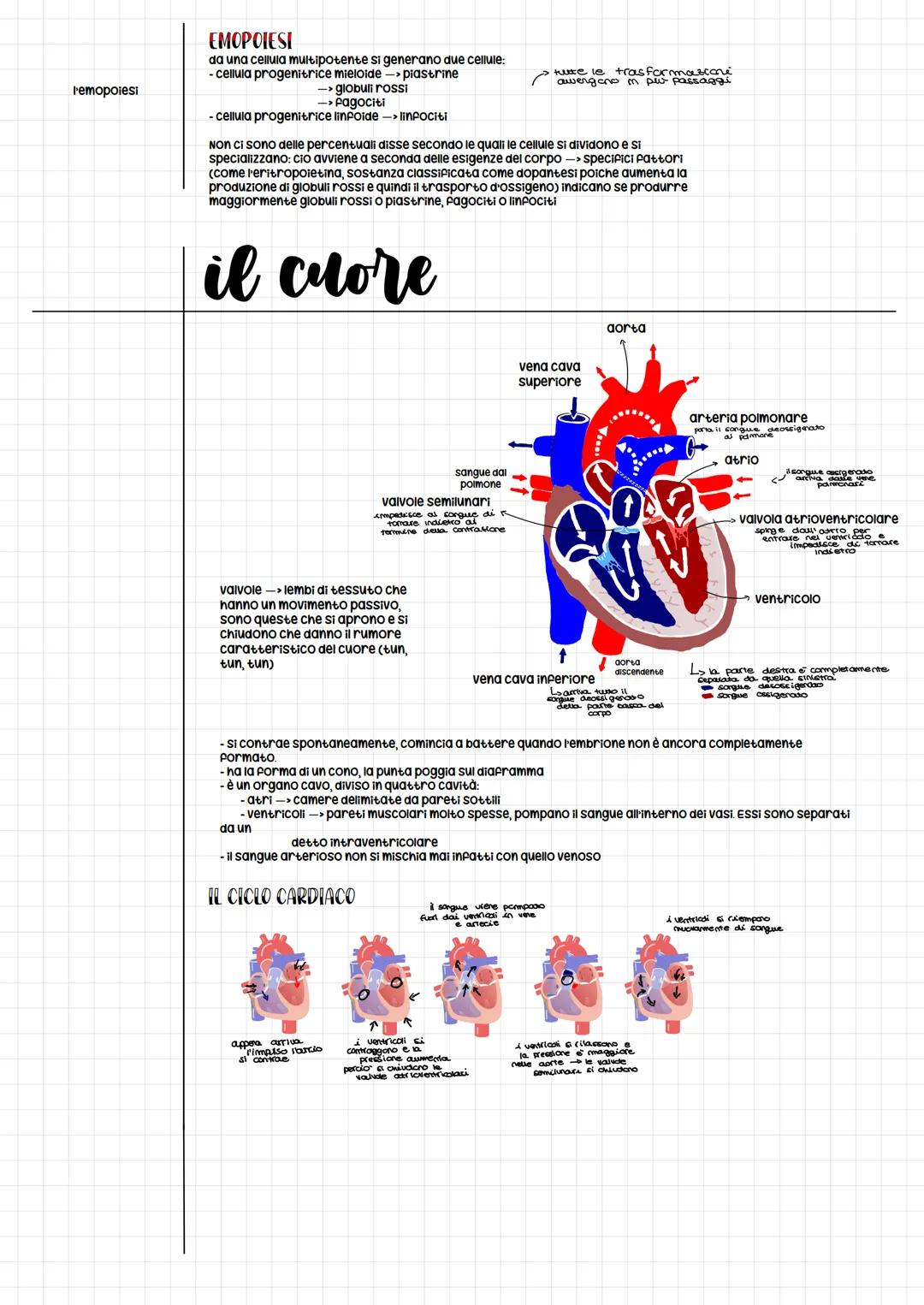 l'apparato cardiovascolare
il sistema cardiovascolare o circolatorio è composto da due
elementi:
cuore, che punge da pompa
il sistema cardio