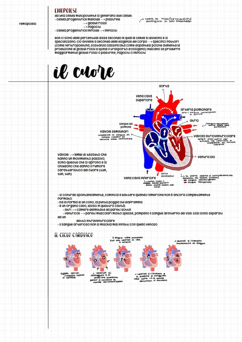 l'apparato cardiovascolare
il sistema cardiovascolare o circolatorio è composto da due
elementi:
cuore, che punge da pompa
il sistema cardio