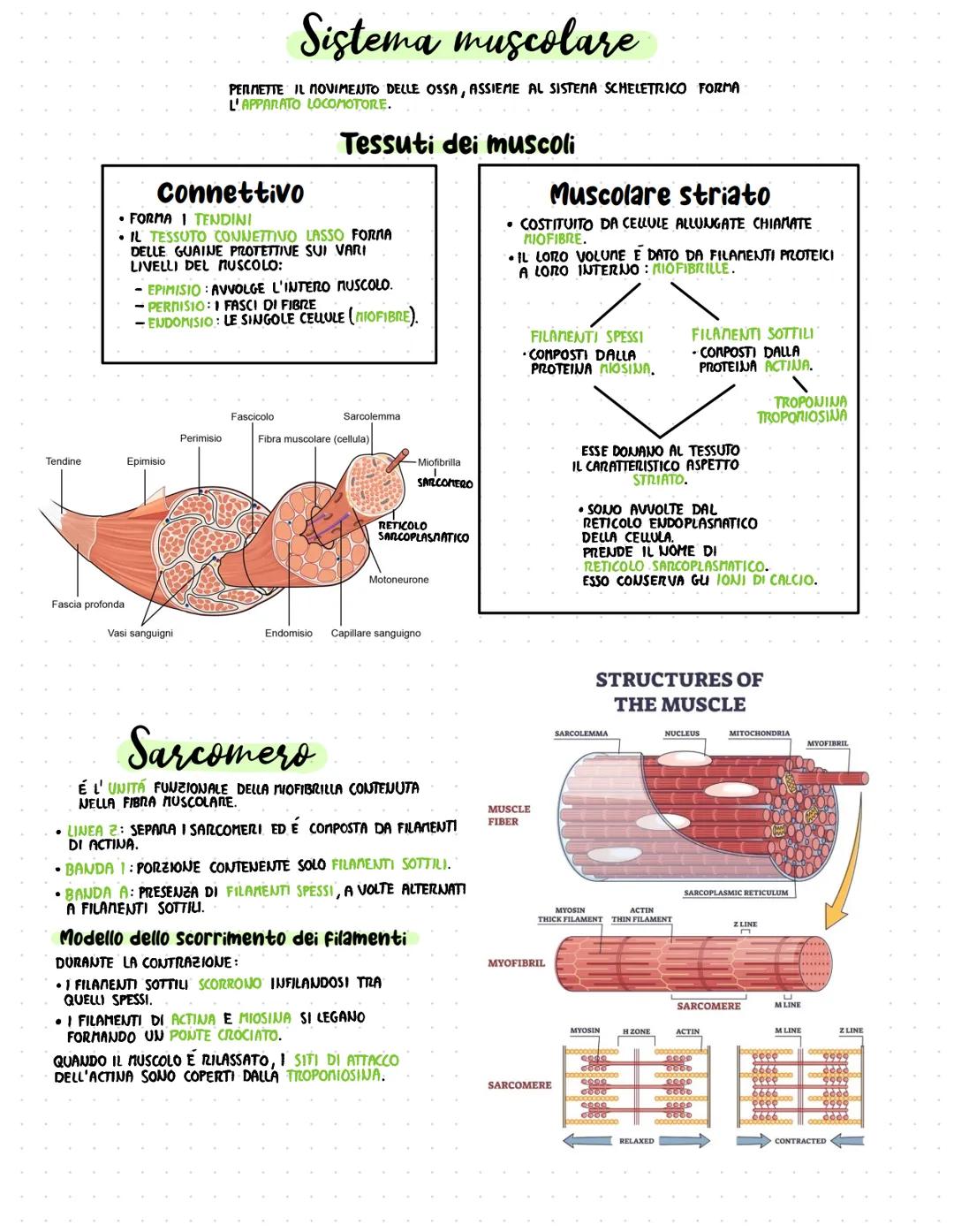 Tendine
Fascia profonda
connettivo
• FORMA I TENDINI
• IL TESSUTO CONNETTIVO LASSO FORMA
DELLE GUAINE PROTETTIVE SUI VARI
LIVELLI DEL MUSCOL