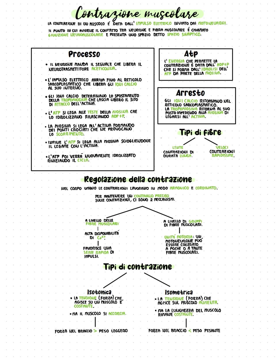 Tendine
Fascia profonda
connettivo
• FORMA I TENDINI
• IL TESSUTO CONNETTIVO LASSO FORMA
DELLE GUAINE PROTETTIVE SUI VARI
LIVELLI DEL MUSCOL