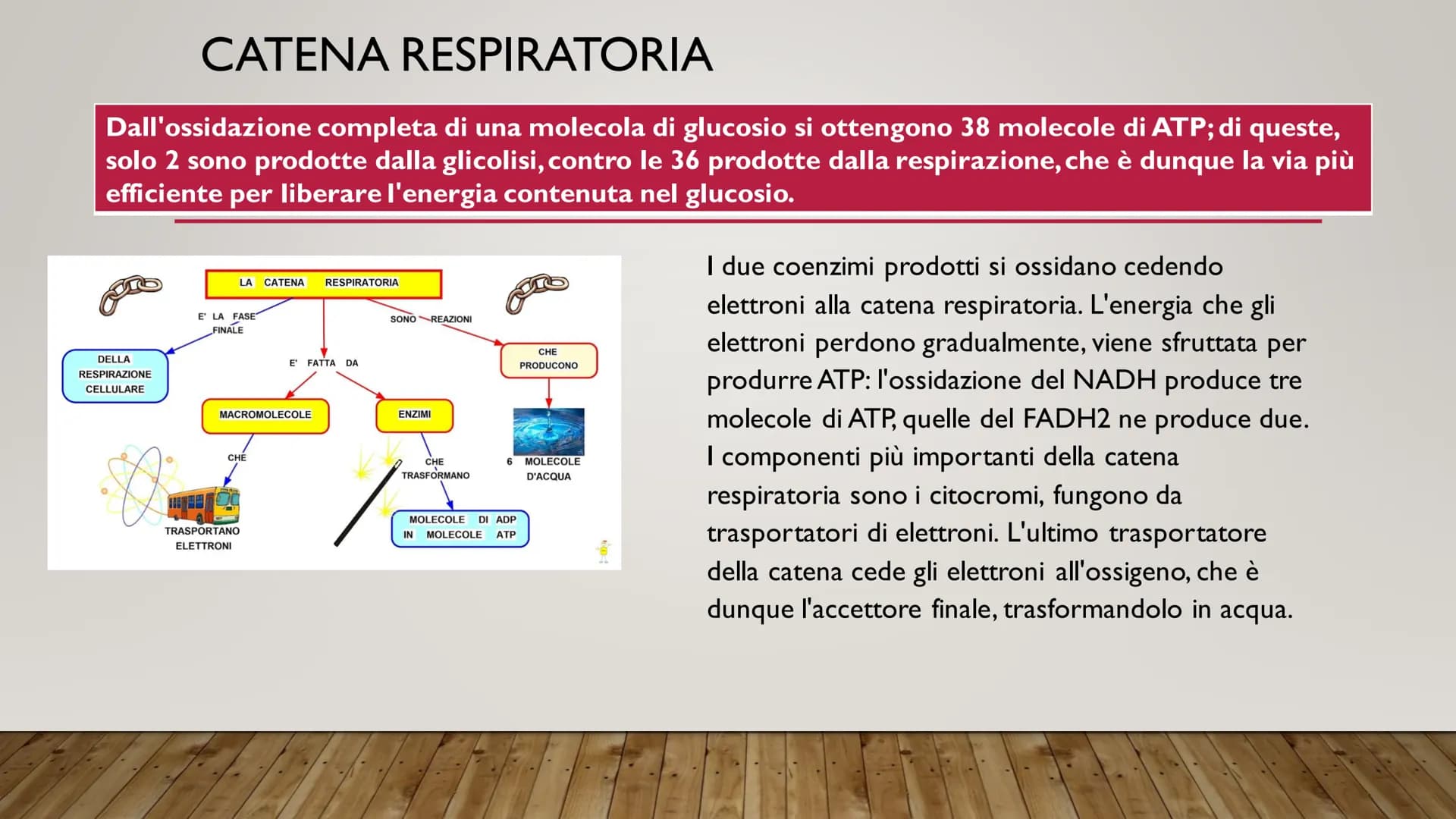 ENERGIA CELLULARE
IL METABOLISMO CELLULARE È L'INSIEME DELLE REAZIONI DI TRASFORMAZIONE
DELLA MATERIA E DELL'ENERGIA CHE SI SVOLGONO ALL'INT