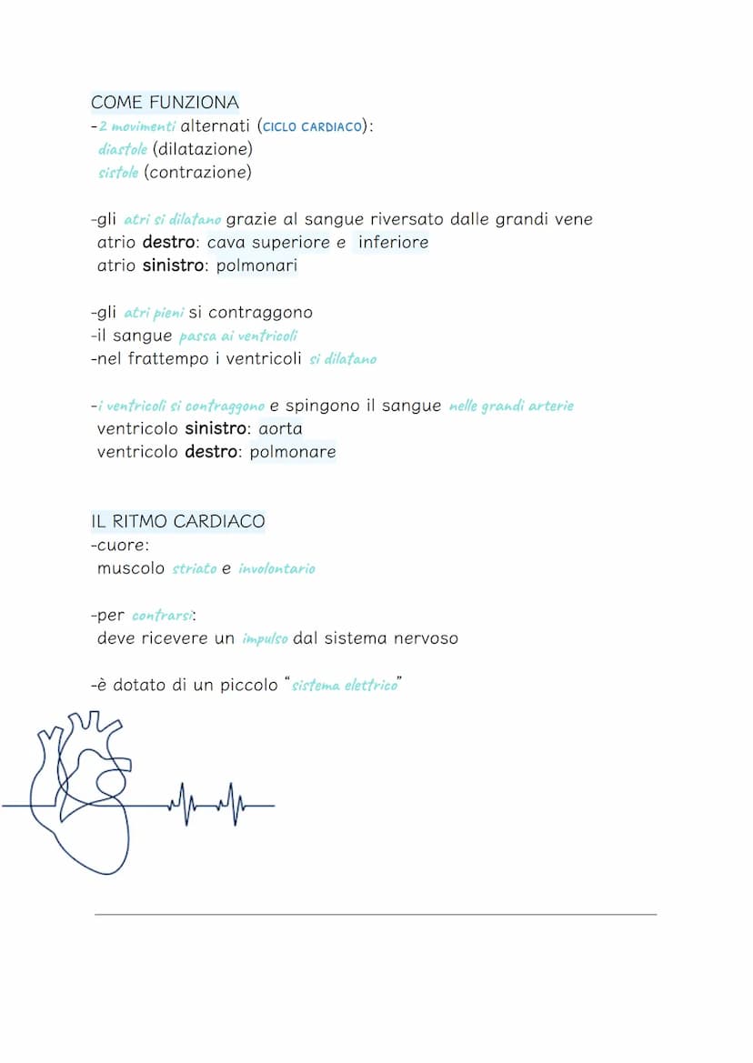 APPARATO CIRCOLATORIO
-serve a far circolare il sangue in tutto il corpo
-trasporta le sostanze nutrienti in tutti i tessuti del corpo
-rice