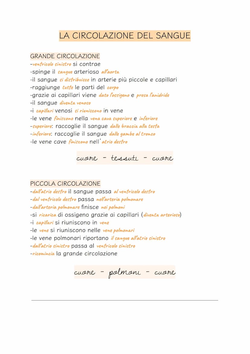 APPARATO CIRCOLATORIO
-serve a far circolare il sangue in tutto il corpo
-trasporta le sostanze nutrienti in tutti i tessuti del corpo
-rice