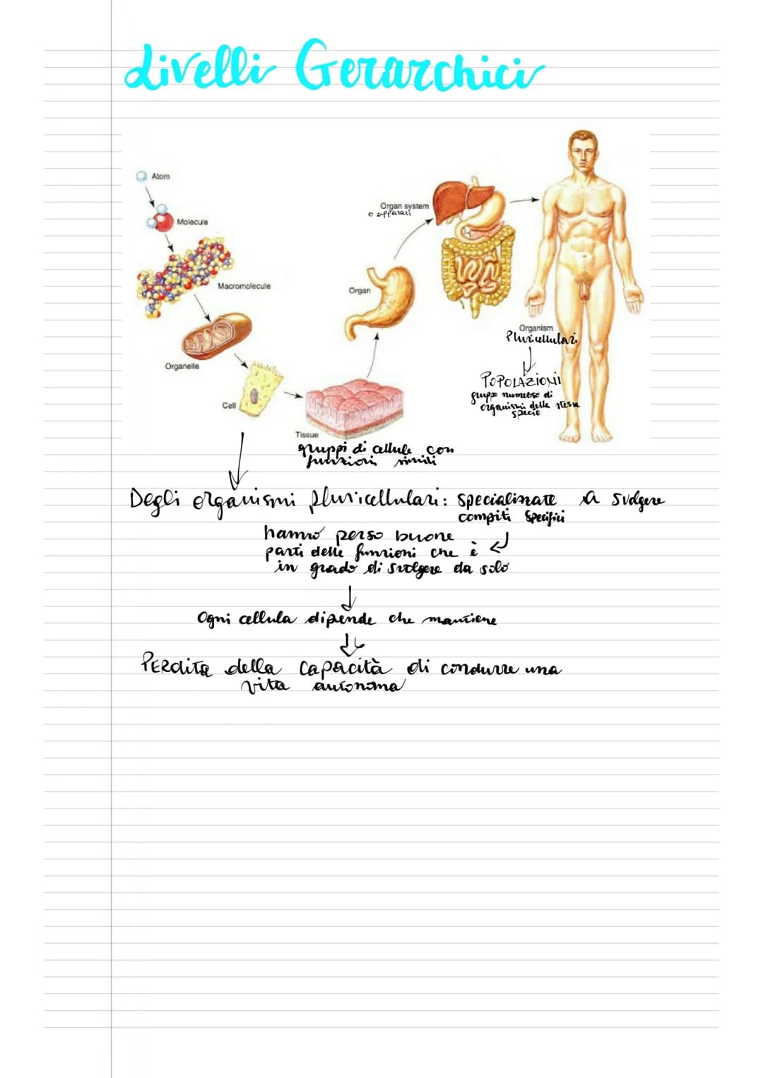 
<p>In questo articolo verrà fornito un riassunto sull'evoluzione dei viventi, spiegando le tappe fondamentali dell'evoluzione della vita su