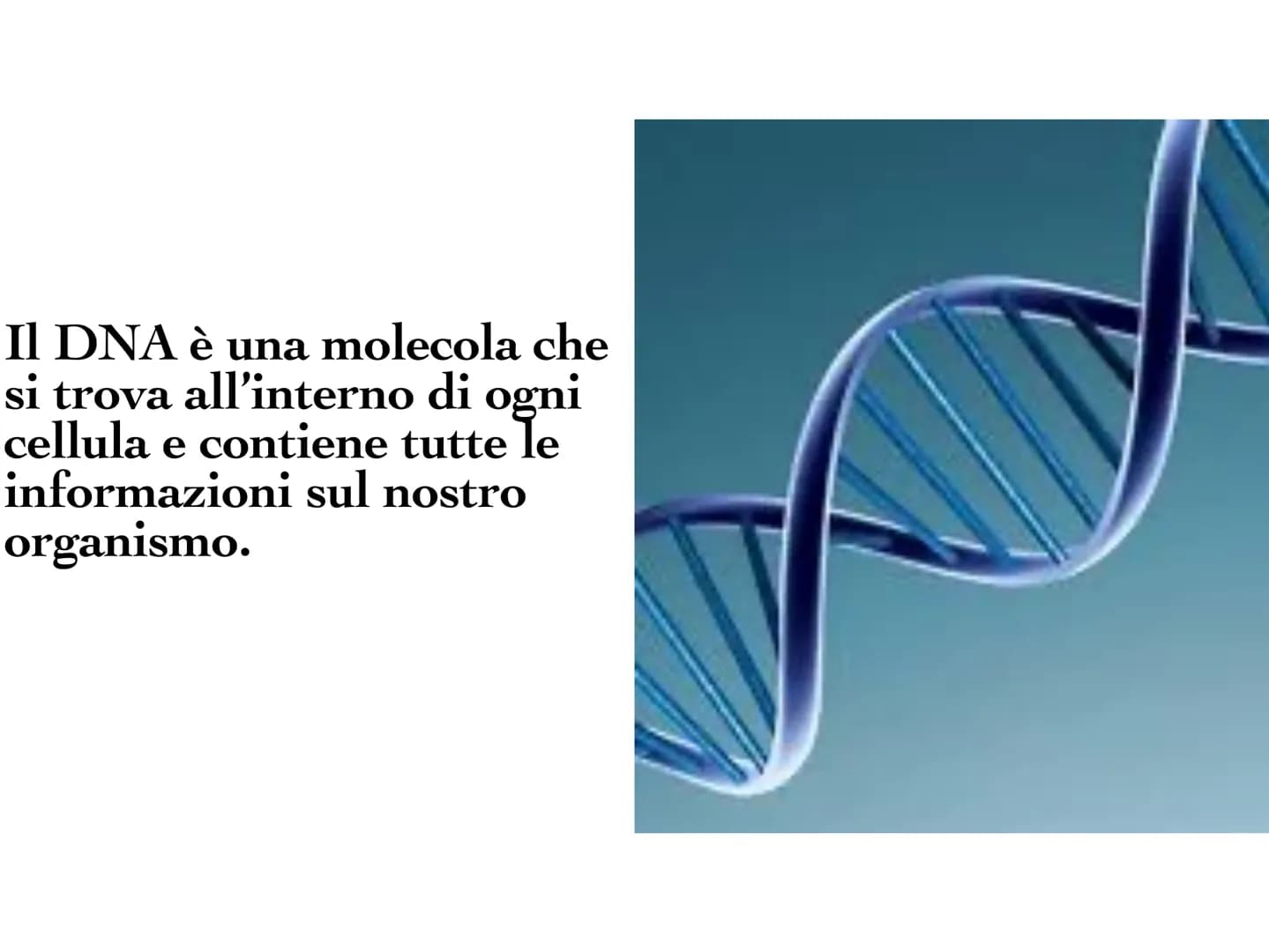 INA
O
10 Il DNA è una molecola che
si trova all'interno di ogni
cellula e contiene tutte le
informazioni sul nostro
organismo. Il DNA è dist
