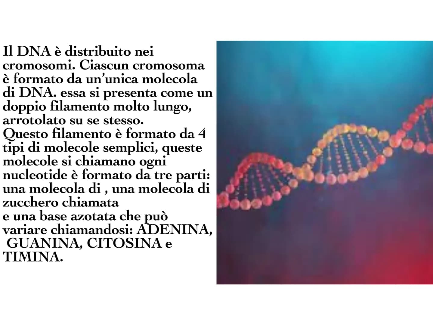 INA
O
10 Il DNA è una molecola che
si trova all'interno di ogni
cellula e contiene tutte le
informazioni sul nostro
organismo. Il DNA è dist