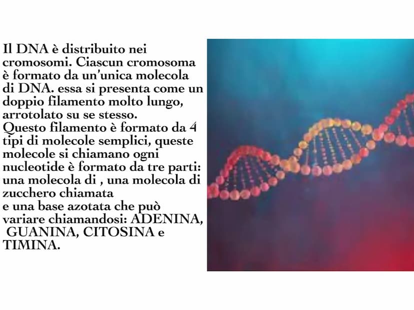 INA
O
10 Il DNA è una molecola che
si trova all'interno di ogni
cellula e contiene tutte le
informazioni sul nostro
organismo. Il DNA è dist
