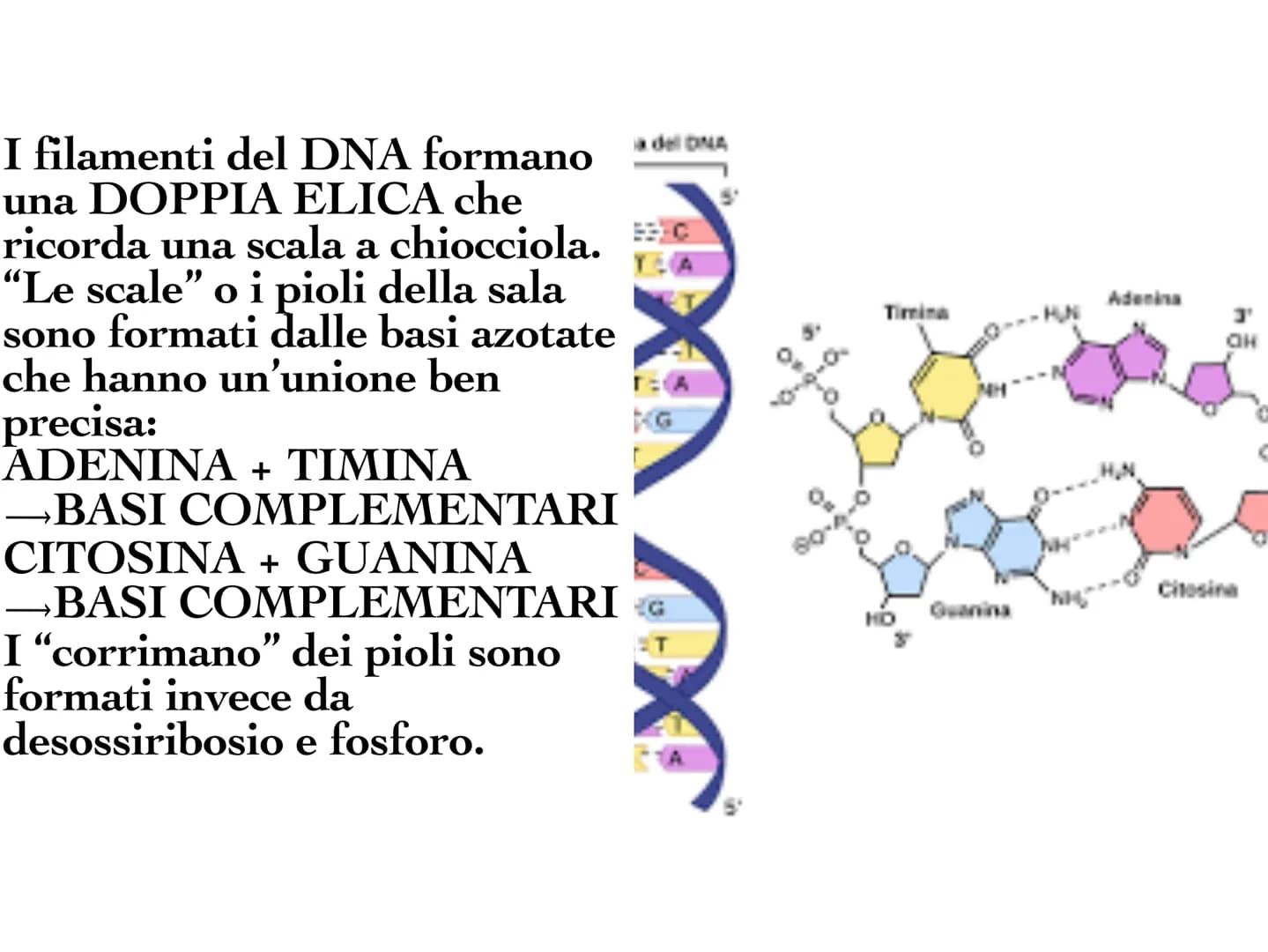 INA
O
10 Il DNA è una molecola che
si trova all'interno di ogni
cellula e contiene tutte le
informazioni sul nostro
organismo. Il DNA è dist