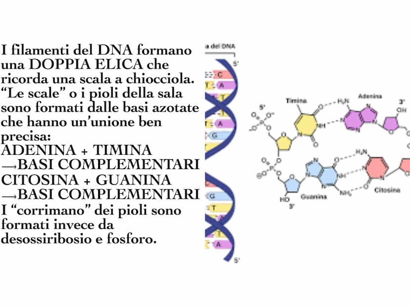 INA
O
10 Il DNA è una molecola che
si trova all'interno di ogni
cellula e contiene tutte le
informazioni sul nostro
organismo. Il DNA è dist