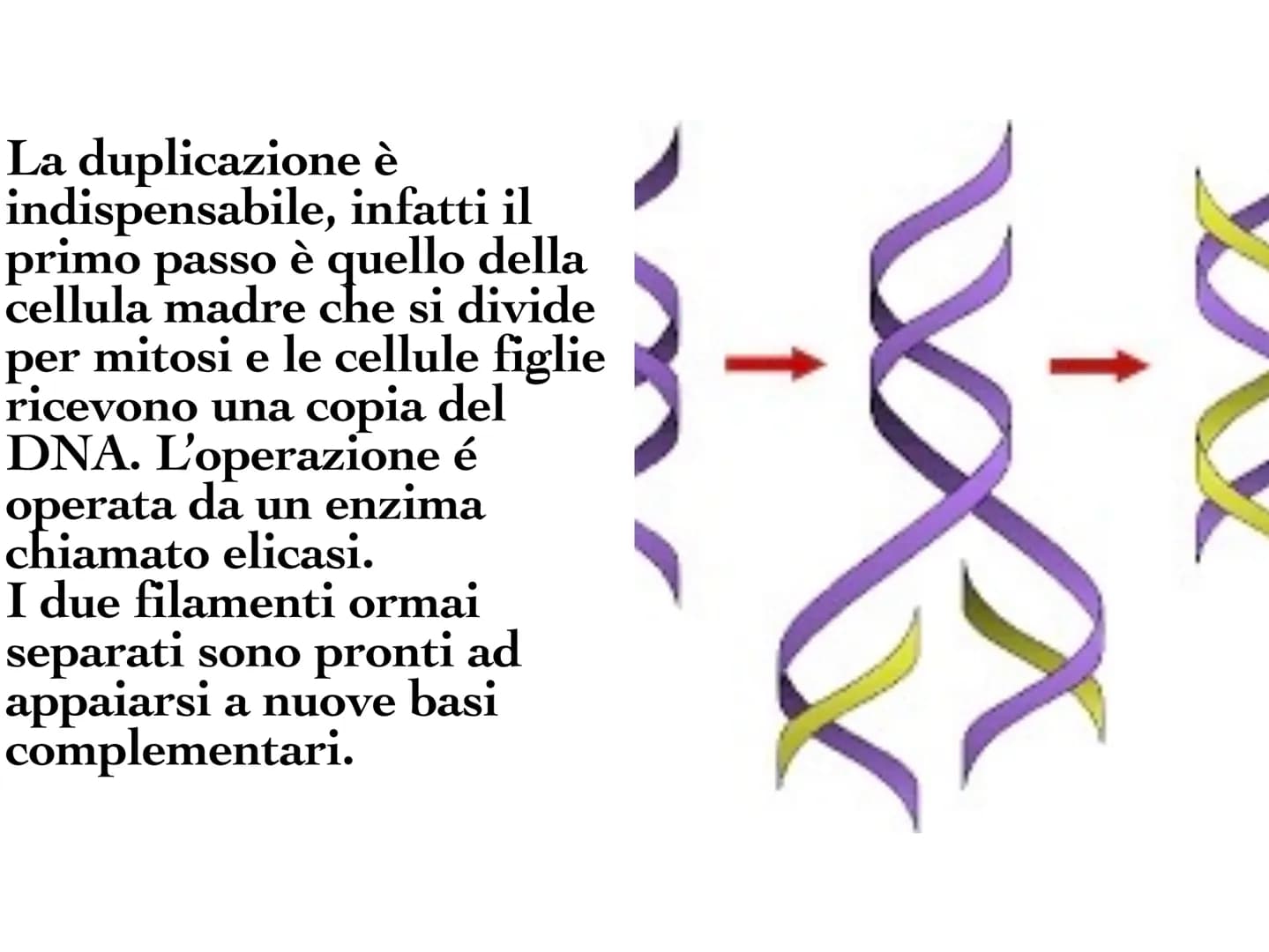 INA
O
10 Il DNA è una molecola che
si trova all'interno di ogni
cellula e contiene tutte le
informazioni sul nostro
organismo. Il DNA è dist