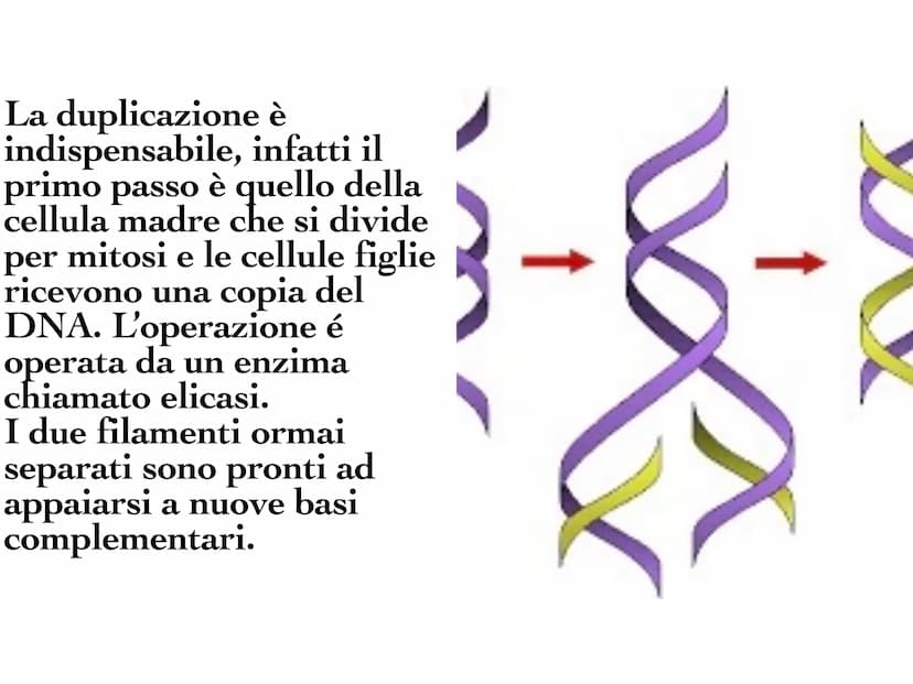 INA
O
10 Il DNA è una molecola che
si trova all'interno di ogni
cellula e contiene tutte le
informazioni sul nostro
organismo. Il DNA è dist