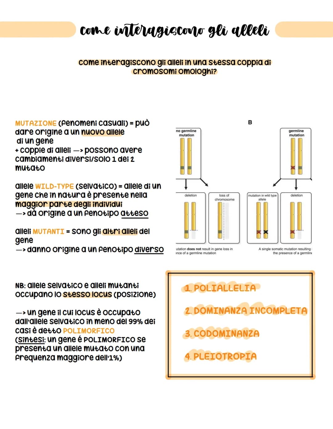 come interagiscono gli alleli
come interagiscono gli alleli in una stessa coppia di
cromosomi omologhi?
MUTAZIONE (fenomeni casuali) = può
d