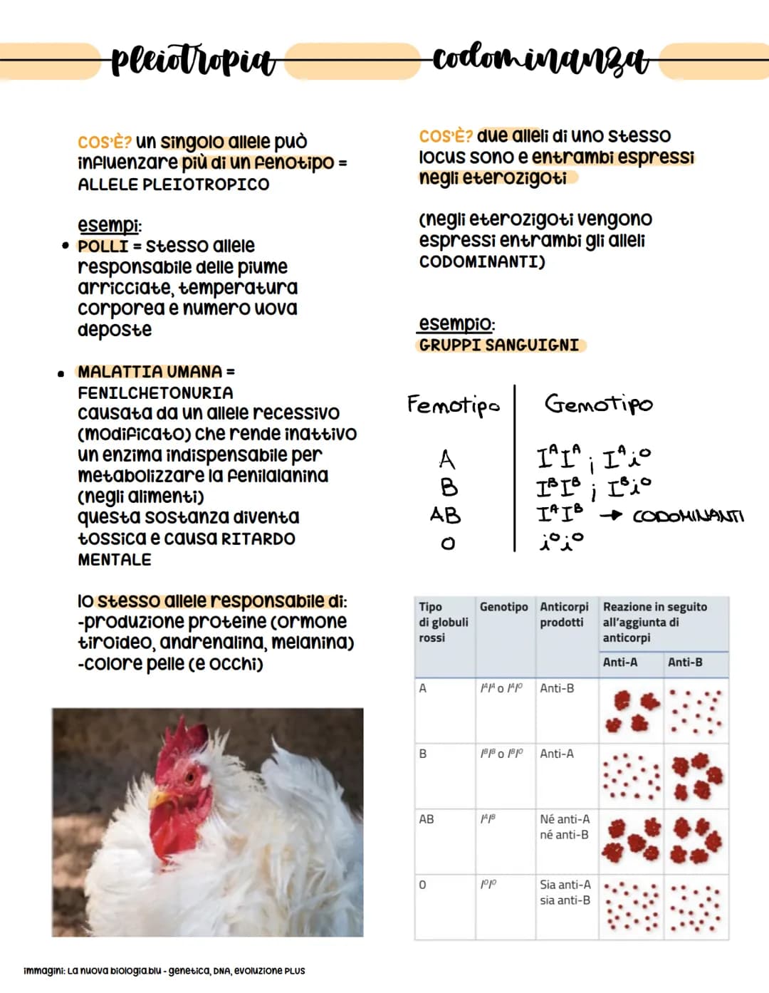 come interagiscono gli alleli
come interagiscono gli alleli in una stessa coppia di
cromosomi omologhi?
MUTAZIONE (fenomeni casuali) = può
d