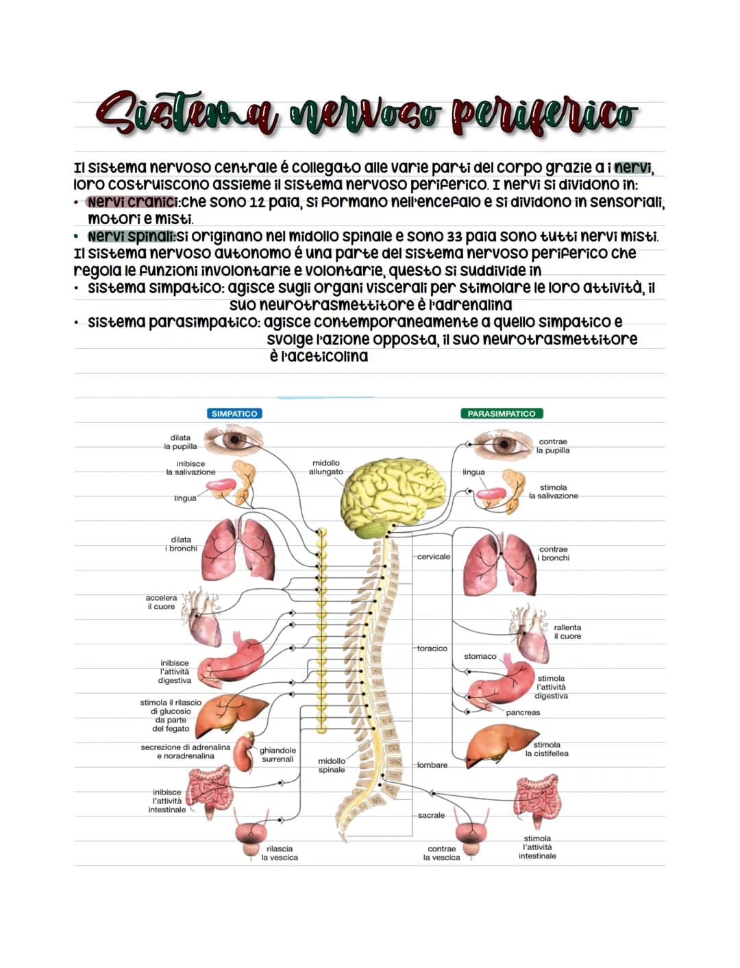 Sistema nervoso centrale
Il sistema nervoso centrale é costituito dall'encefalo e dal midollo spinale.
Entrambi sono ricoperti dalle meningi