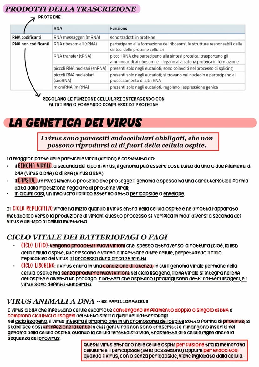 STRUTTURA DEL DNA
NUCLEOTIDI -> monomeri degli acidi nucleici
11
O-P-O
Gruppo pospato
Ingegneria genetica
_³CH₂
zucchero
CH
HC
OH
zucchero
d