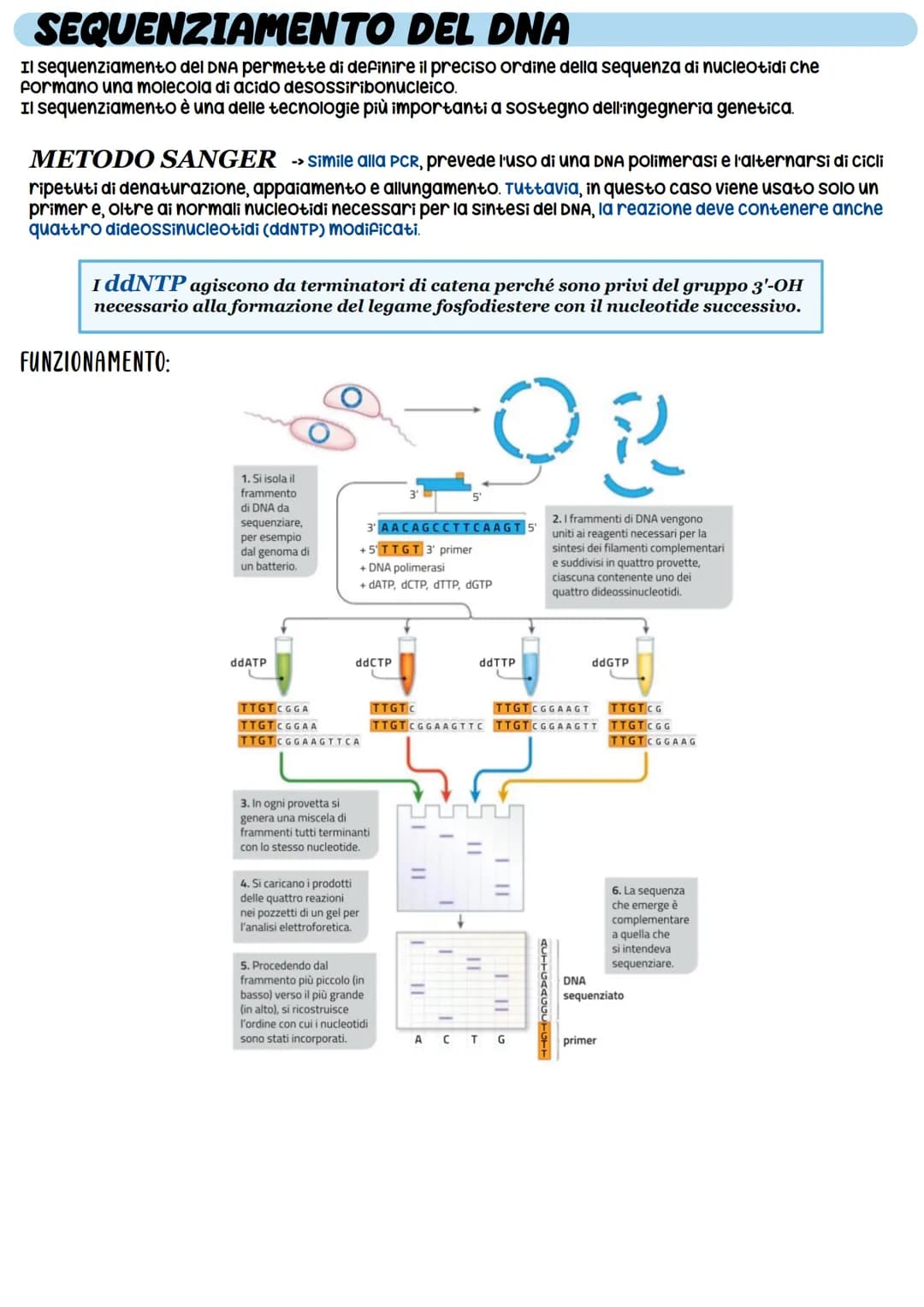 STRUTTURA DEL DNA
NUCLEOTIDI -> monomeri degli acidi nucleici
11
O-P-O
Gruppo pospato
Ingegneria genetica
_³CH₂
zucchero
CH
HC
OH
zucchero
d