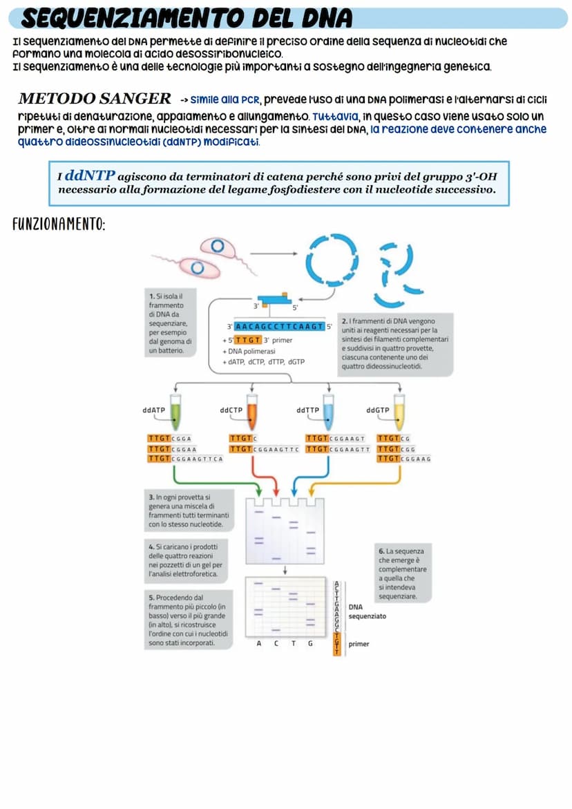STRUTTURA DEL DNA
NUCLEOTIDI -> monomeri degli acidi nucleici
11
O-P-O
Gruppo pospato
Ingegneria genetica
_³CH₂
zucchero
CH
HC
OH
zucchero
d