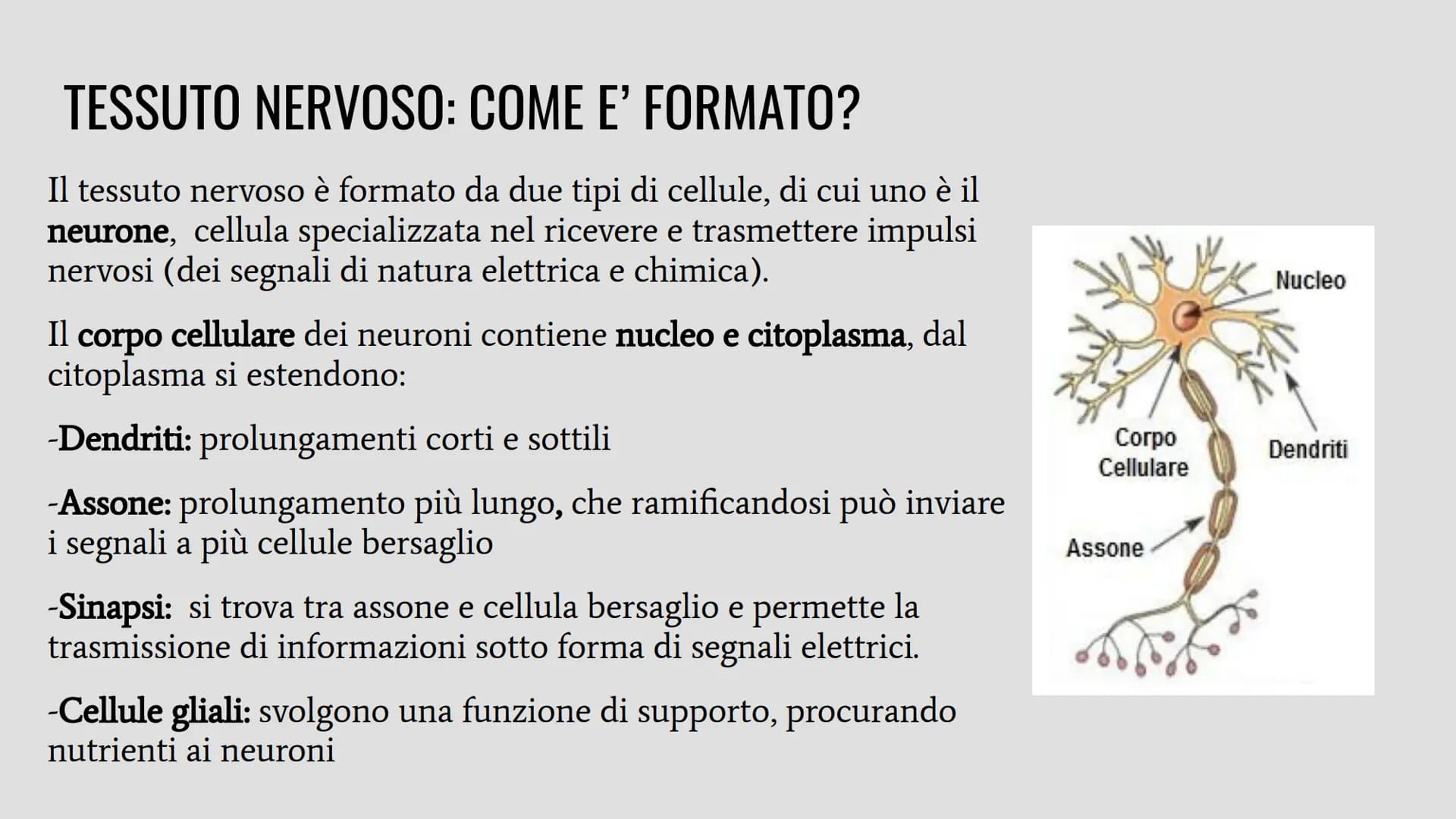 TESSUTI
Lo studio dei tessuti è chiamato istologia. IL RUOLO DEI TESSUTI NELL'ORGANISMO
Un insieme di cellule che svolgono la stessa funzion