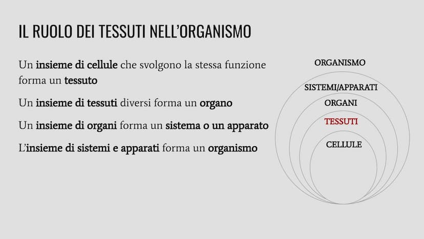 TESSUTI
Lo studio dei tessuti è chiamato istologia. IL RUOLO DEI TESSUTI NELL'ORGANISMO
Un insieme di cellule che svolgono la stessa funzion