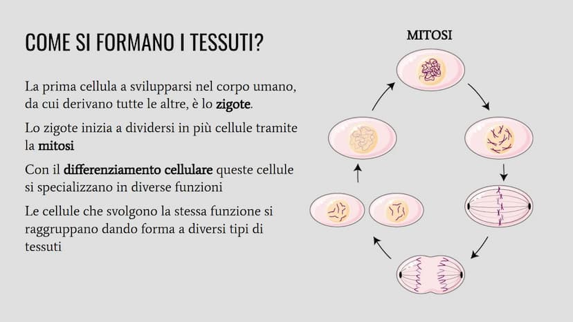 TESSUTI
Lo studio dei tessuti è chiamato istologia. IL RUOLO DEI TESSUTI NELL'ORGANISMO
Un insieme di cellule che svolgono la stessa funzion