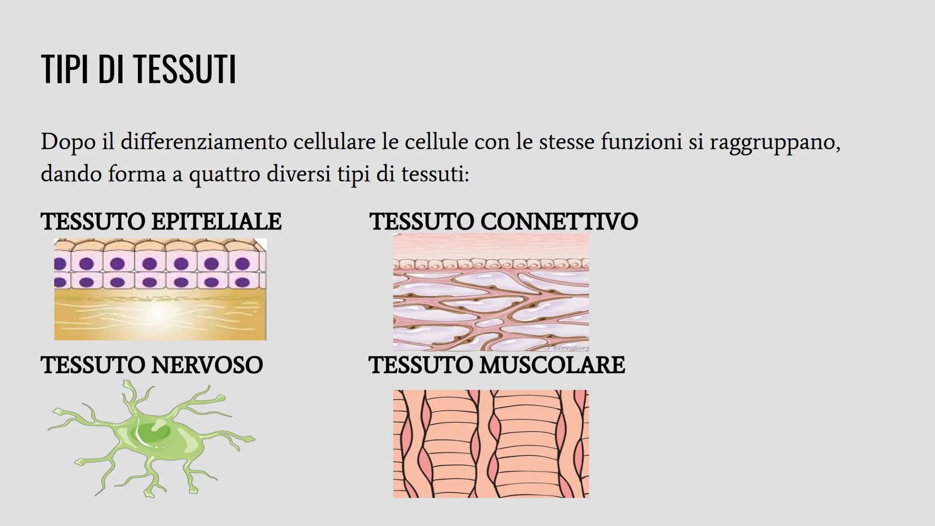 TESSUTI
Lo studio dei tessuti è chiamato istologia. IL RUOLO DEI TESSUTI NELL'ORGANISMO
Un insieme di cellule che svolgono la stessa funzion