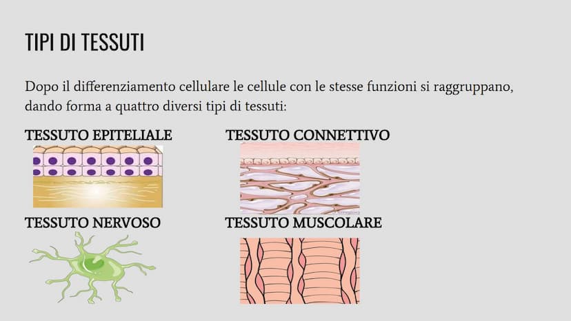 TESSUTI
Lo studio dei tessuti è chiamato istologia. IL RUOLO DEI TESSUTI NELL'ORGANISMO
Un insieme di cellule che svolgono la stessa funzion