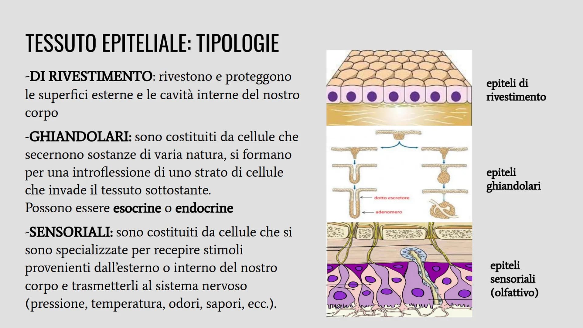 TESSUTI
Lo studio dei tessuti è chiamato istologia. IL RUOLO DEI TESSUTI NELL'ORGANISMO
Un insieme di cellule che svolgono la stessa funzion