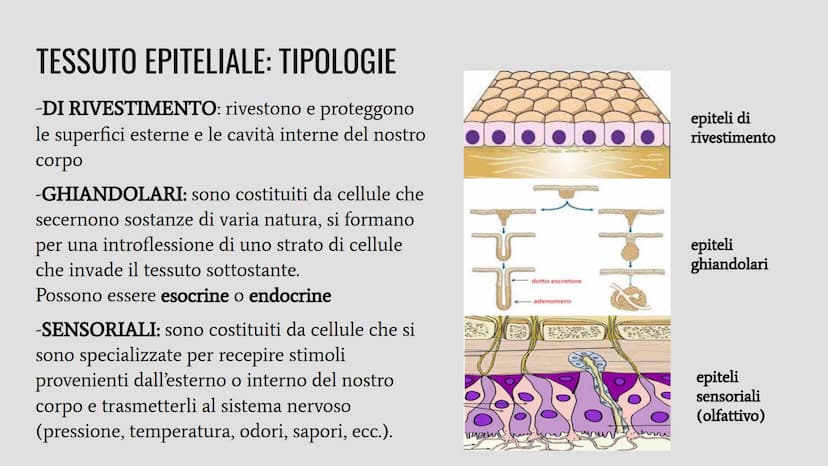 TESSUTI
Lo studio dei tessuti è chiamato istologia. IL RUOLO DEI TESSUTI NELL'ORGANISMO
Un insieme di cellule che svolgono la stessa funzion
