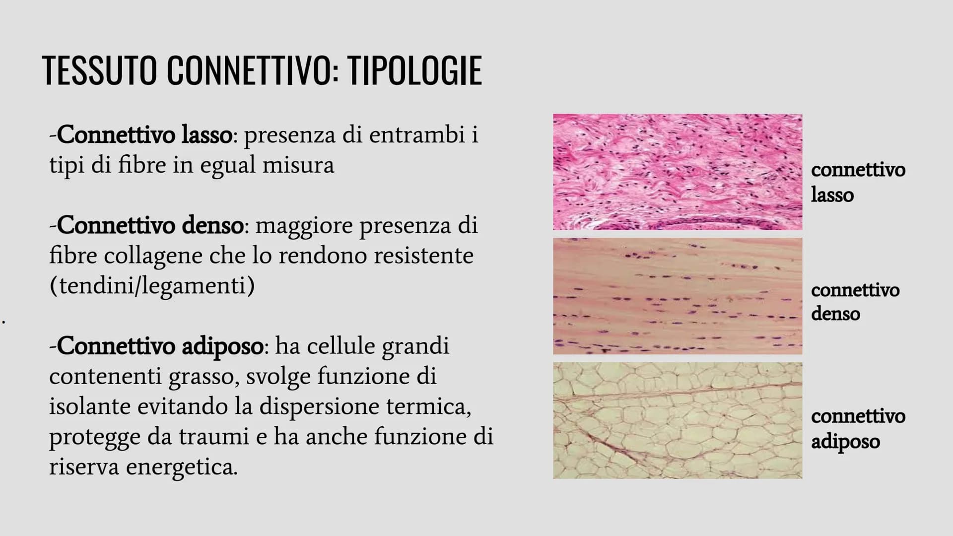TESSUTI
Lo studio dei tessuti è chiamato istologia. IL RUOLO DEI TESSUTI NELL'ORGANISMO
Un insieme di cellule che svolgono la stessa funzion