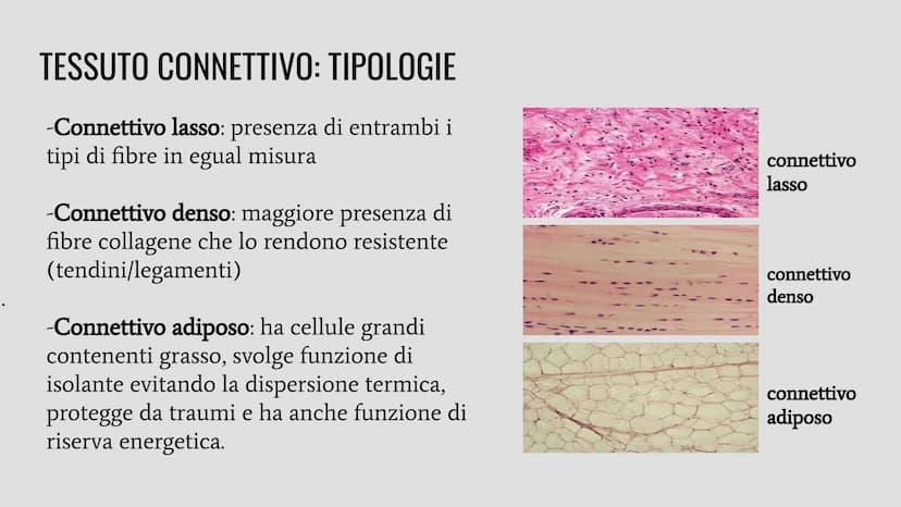 TESSUTI
Lo studio dei tessuti è chiamato istologia. IL RUOLO DEI TESSUTI NELL'ORGANISMO
Un insieme di cellule che svolgono la stessa funzion