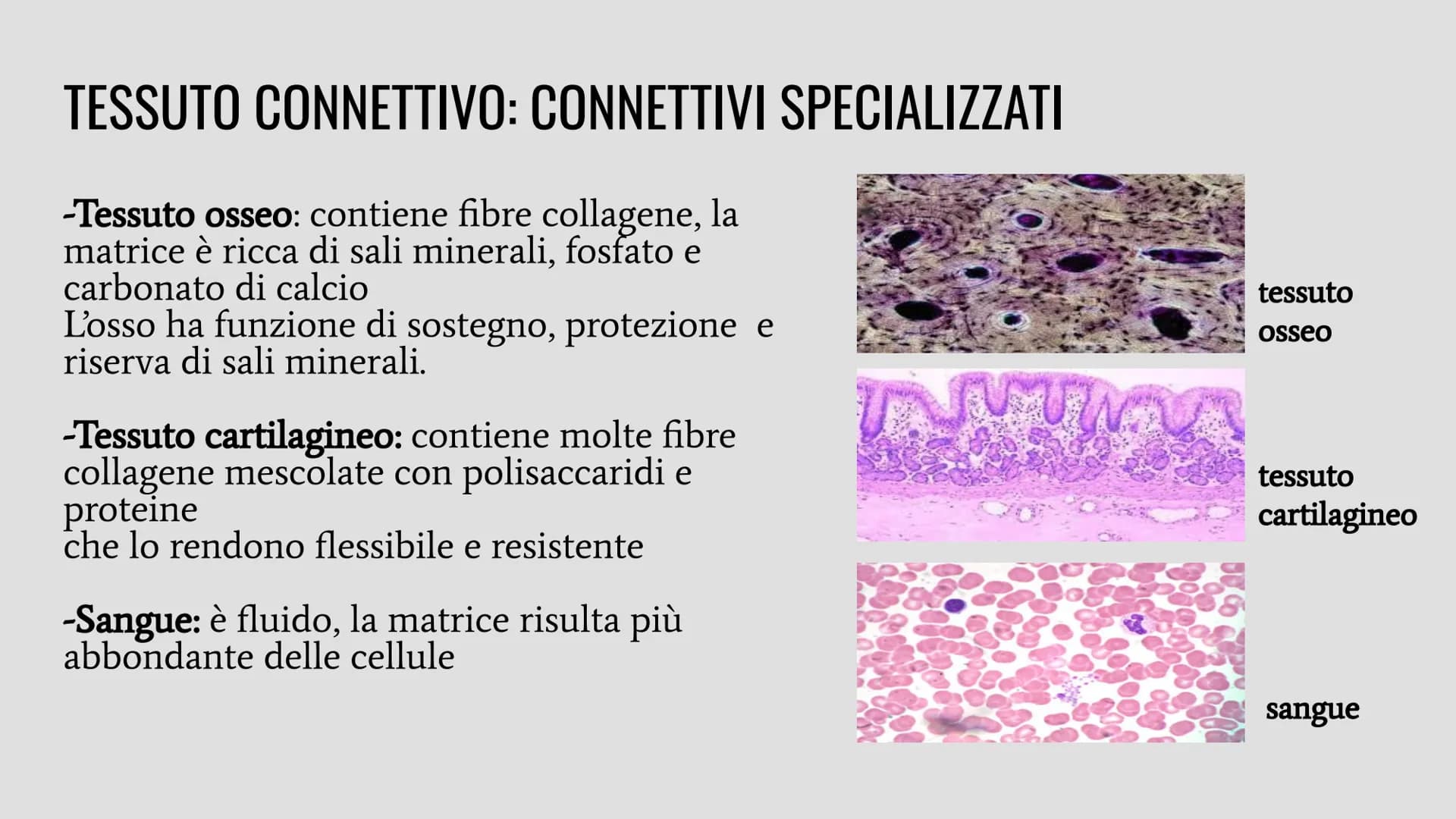 TESSUTI
Lo studio dei tessuti è chiamato istologia. IL RUOLO DEI TESSUTI NELL'ORGANISMO
Un insieme di cellule che svolgono la stessa funzion
