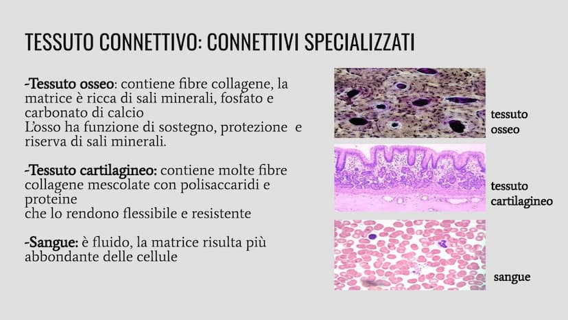 TESSUTI
Lo studio dei tessuti è chiamato istologia. IL RUOLO DEI TESSUTI NELL'ORGANISMO
Un insieme di cellule che svolgono la stessa funzion