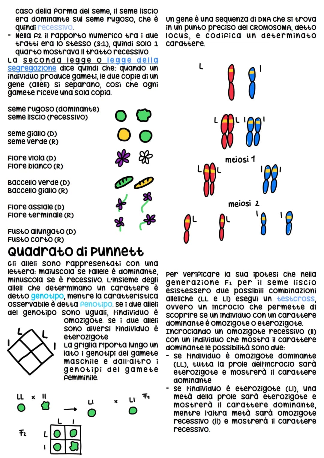 Gregor Mendel
Gregor Mendel è un monaco agostiniano che viveva
nell'attuale Repubblica cieca.
Mendel compie i suoi nella seconda metà dell'O