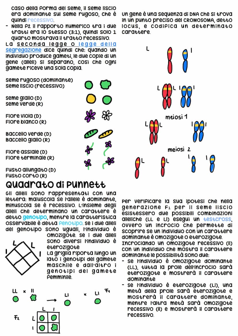 Gregor Mendel
Gregor Mendel è un monaco agostiniano che viveva
nell'attuale Repubblica cieca.
Mendel compie i suoi nella seconda metà dell'O