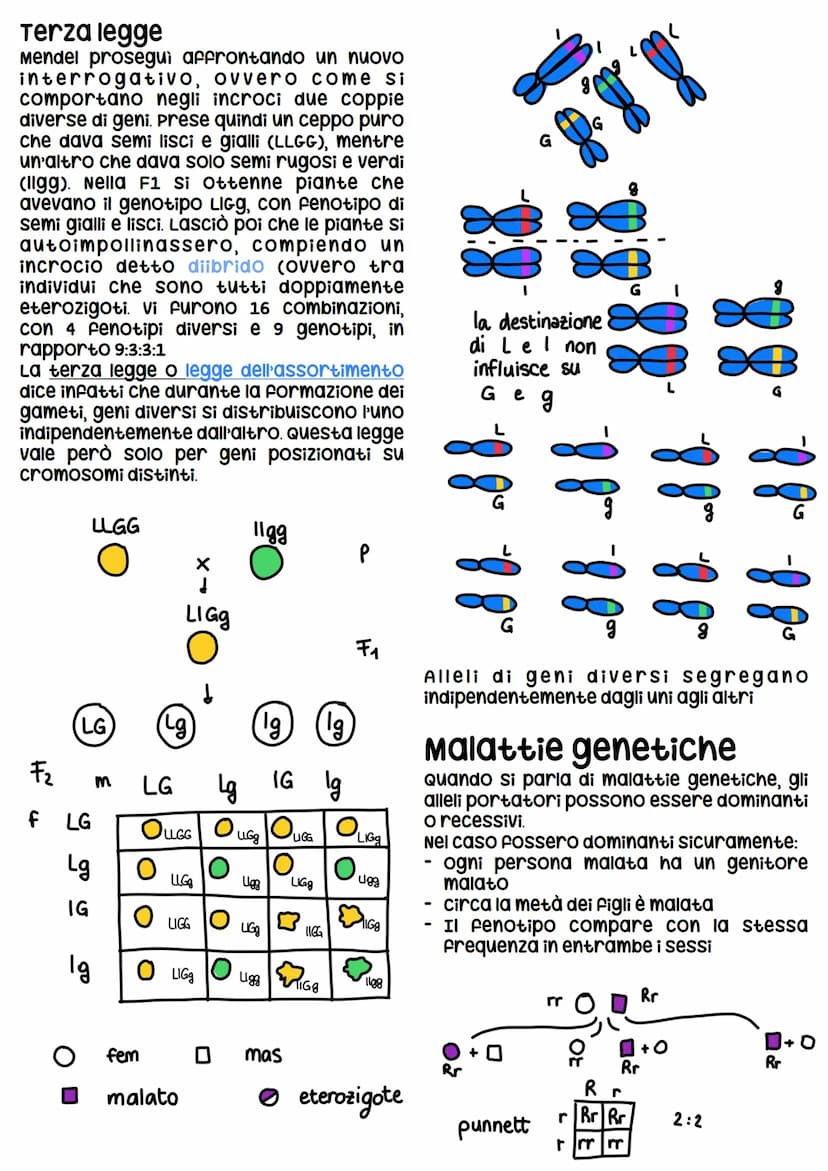 Gregor Mendel
Gregor Mendel è un monaco agostiniano che viveva
nell'attuale Repubblica cieca.
Mendel compie i suoi nella seconda metà dell'O