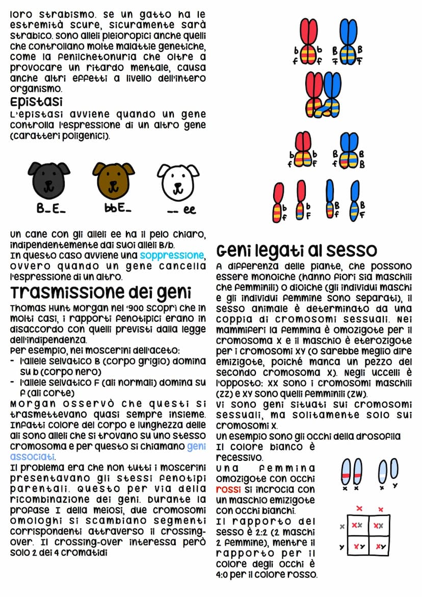 Gregor Mendel
Gregor Mendel è un monaco agostiniano che viveva
nell'attuale Repubblica cieca.
Mendel compie i suoi nella seconda metà dell'O