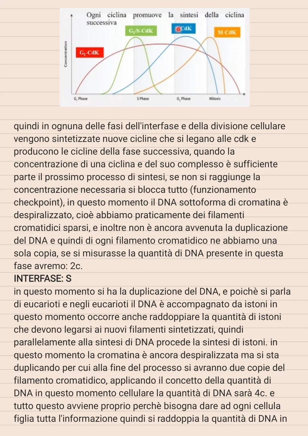 # CICLO CELLULARE

le strutture cellulari vanno incontro ad una serie di modifiche in
modo ciclico, e queste modifiche cicliche costituiscon